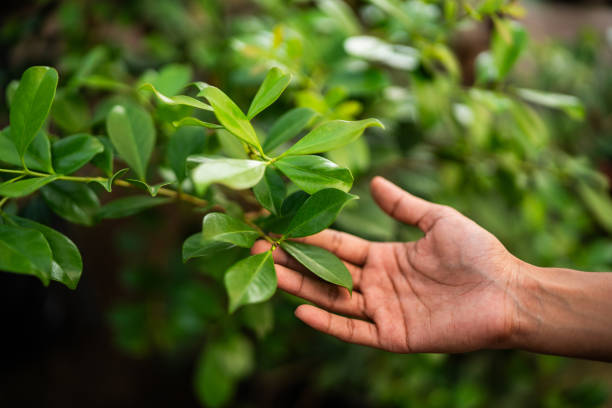 How Our Tree Care Process Works  in  St Ann, MO